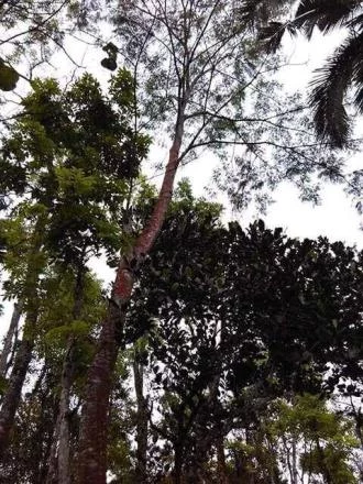 FENOMENA ALAM ANEH POHON SENGON INI MENGELUARKAN AIR HUJAN SAAT MALAM